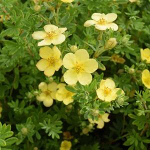 Potentilla fruticosa 'Katherine Dykes' 30-40 cm